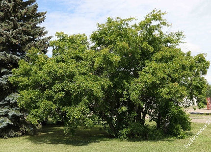 'Redwing' Tatarian Maple Seed