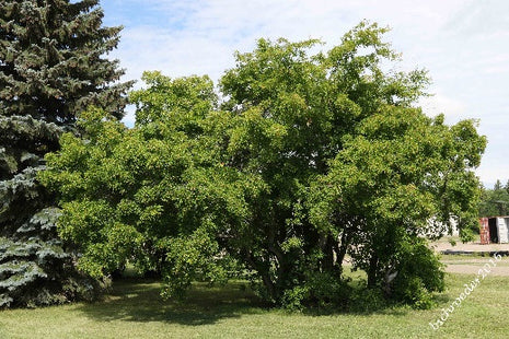 'Redwing' Tatarian Maple Seed