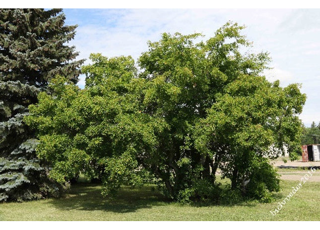 'Redwing' Tatarian Maple Seed