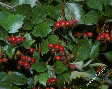 'Loggerhead' Arnold Hawthorn Seed
