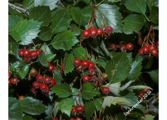 'Loggerhead' Arnold Hawthorn Seed