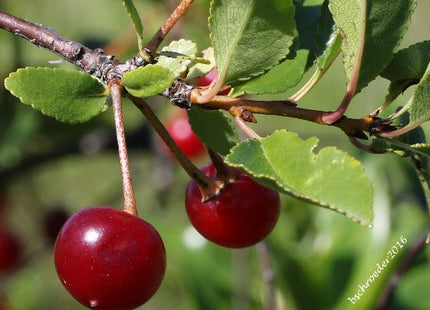 Mongolian Cherry Seed