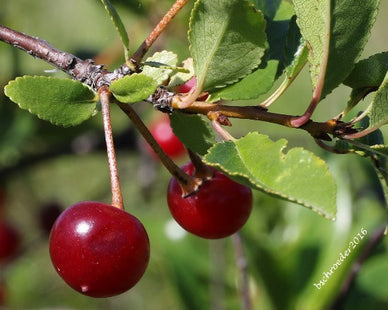 Mongolian Cherry Seed