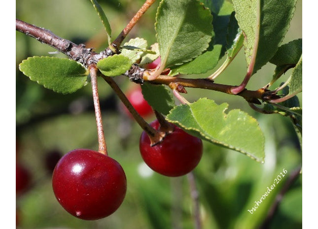 Mongolian Cherry Seed