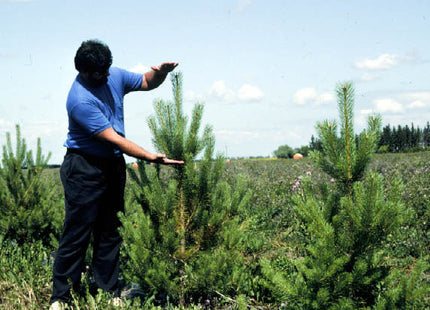 'Prairie Green' Scots Pine Seed