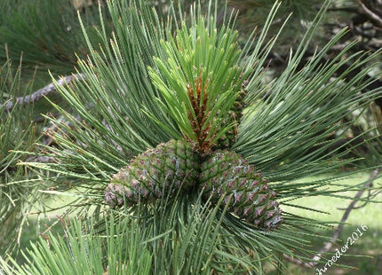 'Peterson' Ponderosa Pine Seed