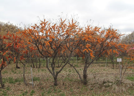 'Indian-Summer' Seabuckthorn Seed