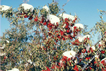 'Ralph Dunlop' Silver Buffaloberry Seed