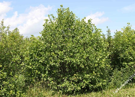 'Loggerhead' Arnold Hawthorn Seed