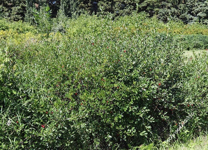 Mongolian Cherry Seed