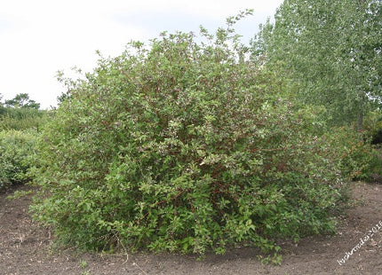 'Stevenson' Red-Osier Dogwood Seed