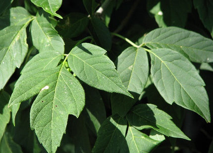 'MacDonald' Manitoba Maple Seed