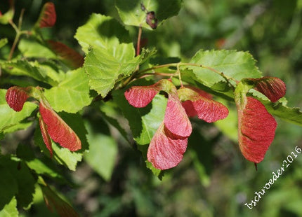 'Redwing' Tatarian Maple Seed