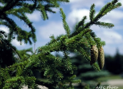 'Harry Lennox' White Spruce Seed