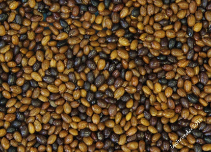 'Ralph Dunlop' Silver Buffaloberry Seed