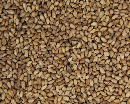 rose seeds india Indian Head' Hedge Rose Seed – GreenTree Agroforestry Solutions