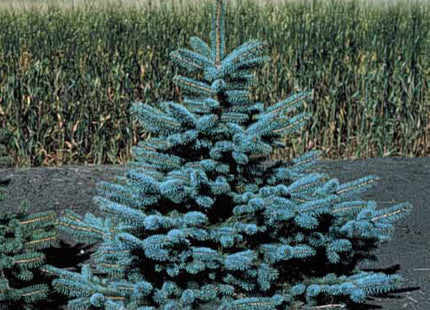 'Cram' Colorado Spruce Seed
