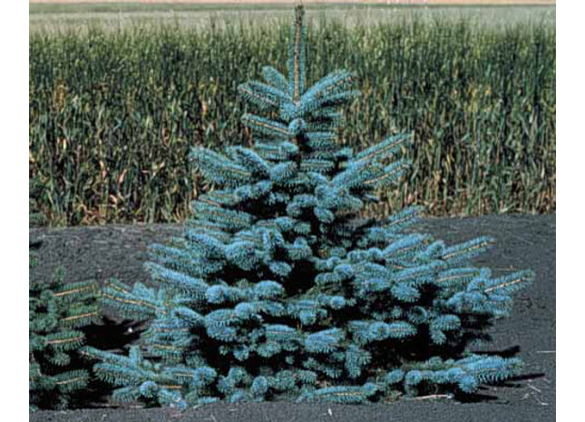 'Cram' Colorado Spruce Seed