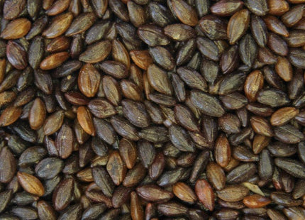 'Indian-Summer' Seabuckthorn Seed