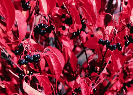 'Reay' Nannyberry Seed