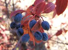 'Reay' Nannyberry Seed