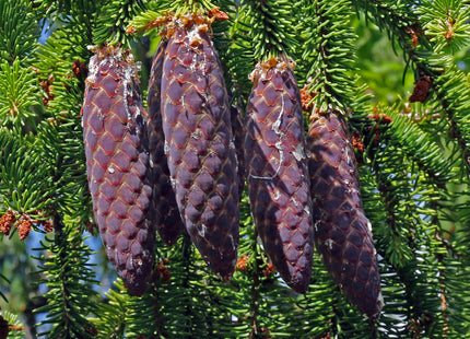 'Norman Ross' Norway Spruce Seed
