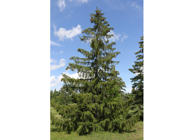 'Norman Ross' Norway Spruce Seed