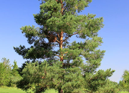 'Prairie Green' Scots Pine Seed