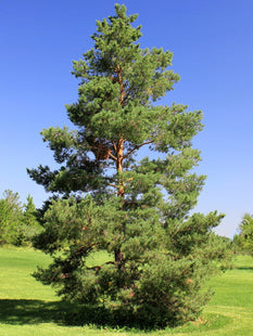 'Prairie Green' Scots Pine Seed