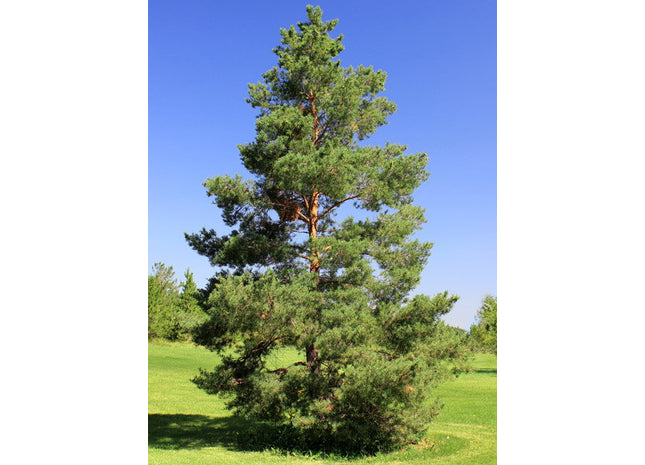 'Prairie Green' Scots Pine Seed