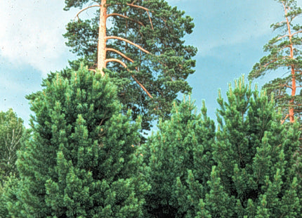 'Baikal' Siberian Pine Seed