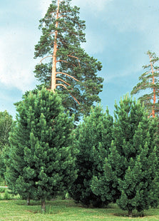 'Baikal' Siberian Pine Seed