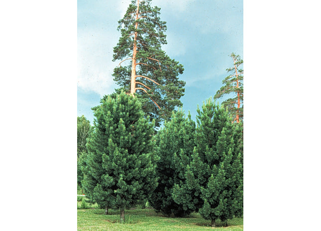 'Baikal' Siberian Pine Seed