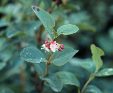 'Pintail' Western Snowberry Seed