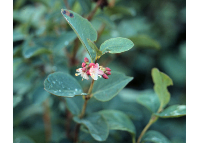 'Pintail' Western Snowberry Seed