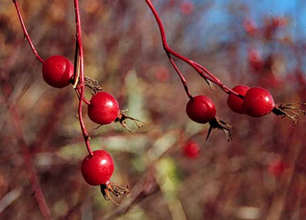 Wood's Rose Seed