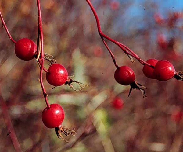wood rose plant seeds 'Prairie Parkland' Wood's Rose Seed – GreenTree Agroforestry Solutions