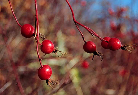 wild prairie rose seeds Prairie Parkland' Wood's Rose Seed – GreenTree Agroforestry Solutions