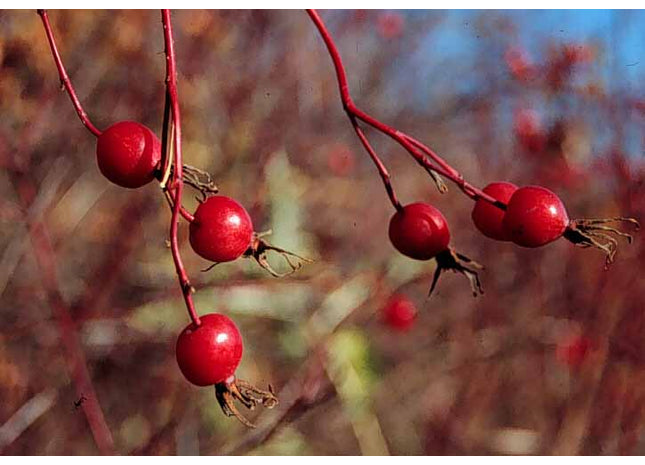 rose agri seed Prairie Parkland' Wood's Rose Seed – GreenTree Agroforestry Solutions